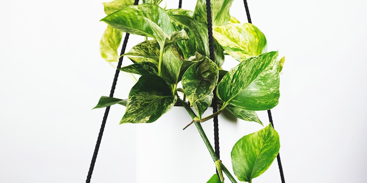 足球世界杯冠军奖杯大力神杯在灯光下熠熠生辉